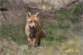 <p>LIŠKA OBECNÁ (Vulpes vulpes)</p>